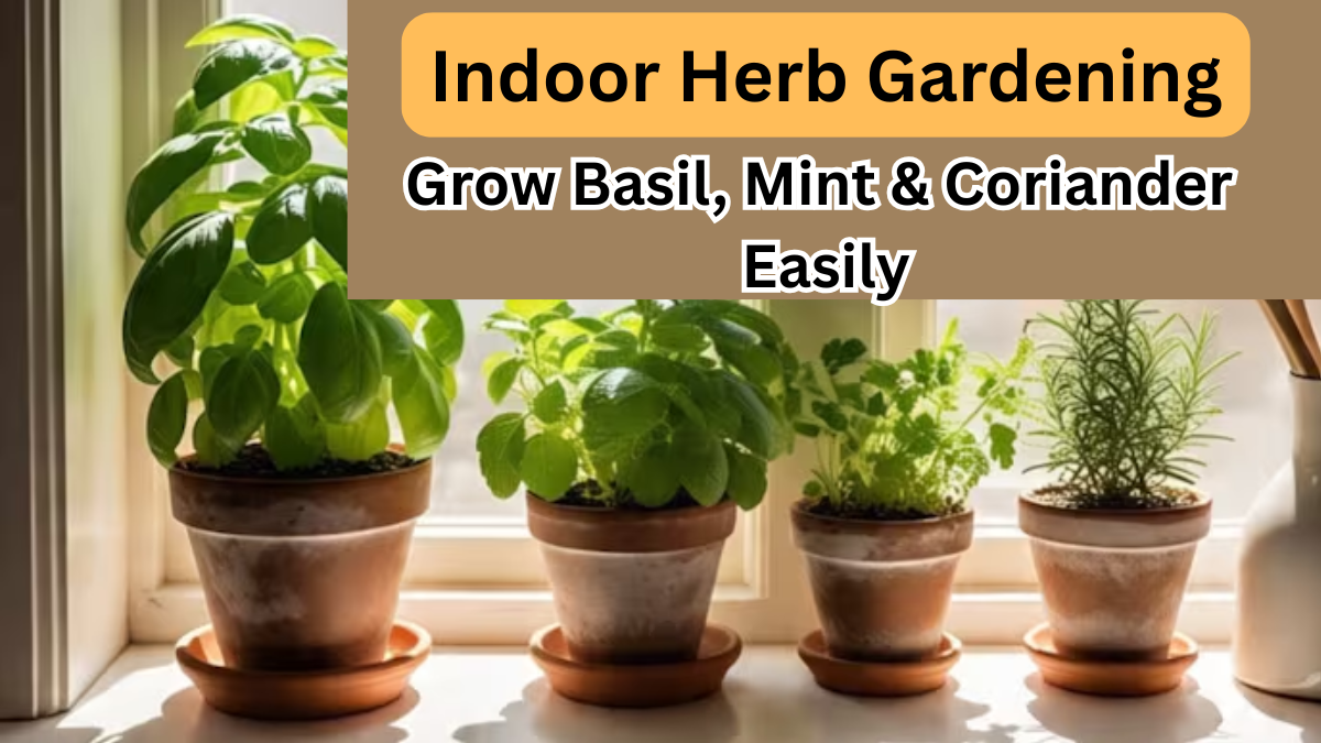Indoor Herb Gardening in 2025: Grow Basil, Mint & Coriander Easily