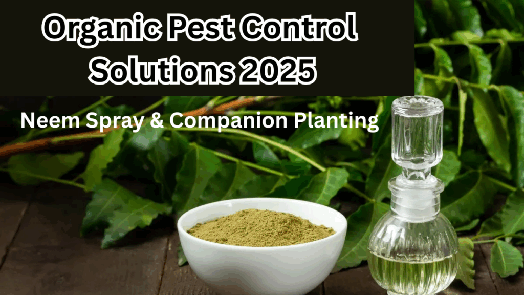 Organic Pest Control Solutions 2025: Neem Spray & Companion Planting