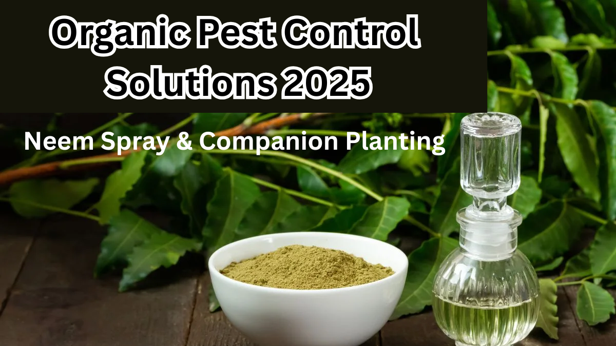 Organic Pest Control Solutions 2025: Neem Spray & Companion Planting